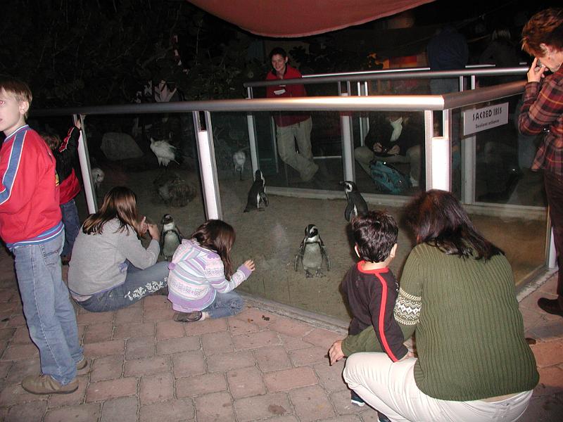 PC300097.JPG - At the penquins