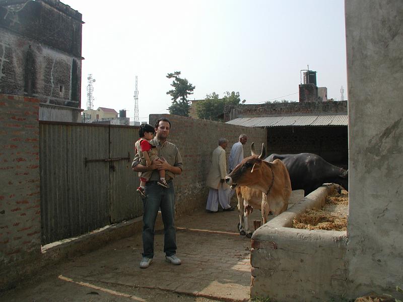 PA290138.JPG - Cow does not think Rohan should be part of the family